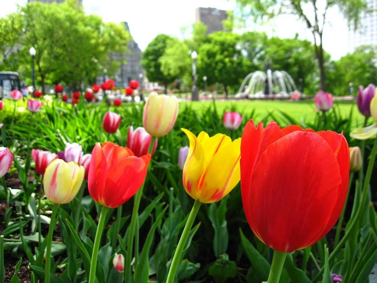 Como se preparar para primavera em Quebec: Seu Guia Completo